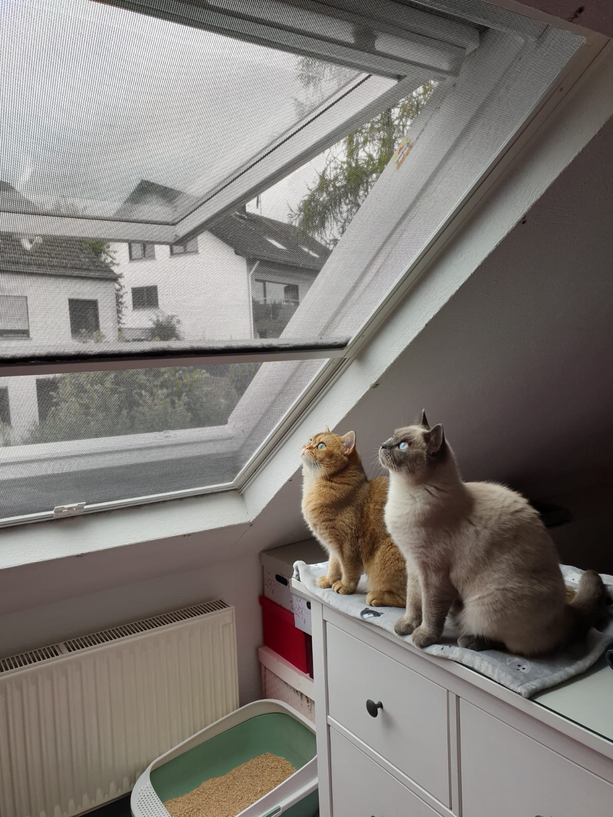 Siegel Flyscreens Fliegengitter Dachflächenfenster mit Katzengewebe
